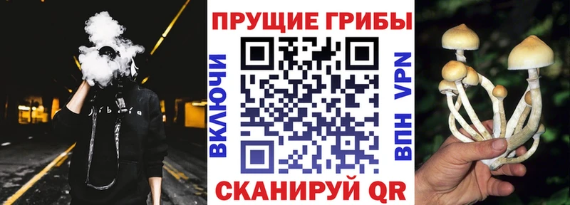 Псилоцибиновые грибы GOLDEN TEACHER  Алатырь 